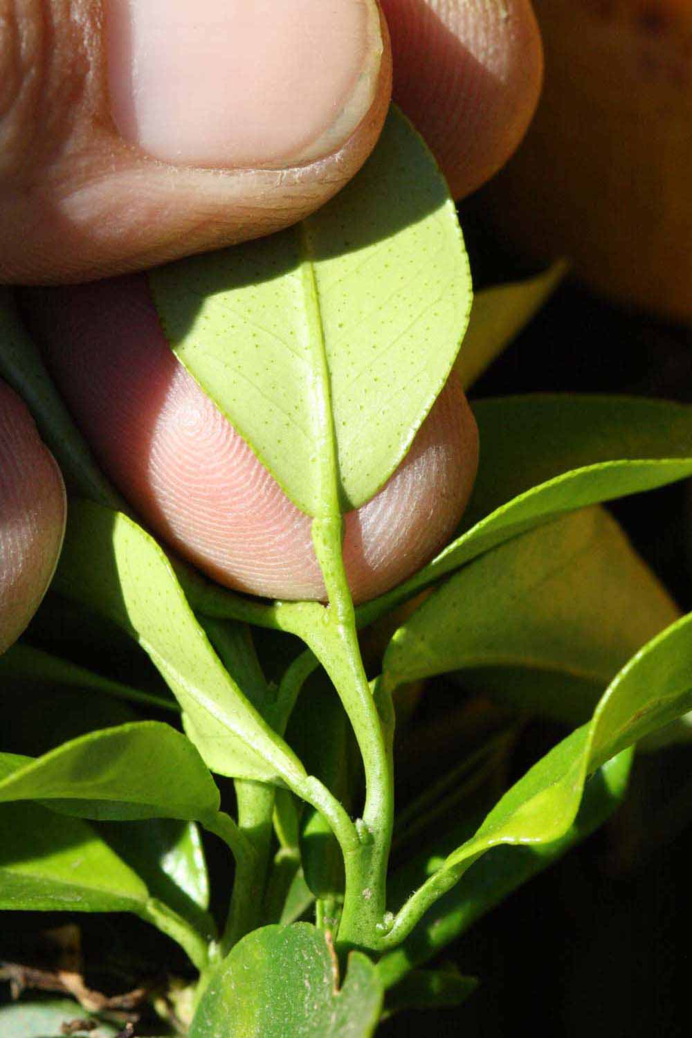              Petiole (Riverside, CA)       